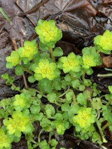 ネコノメソウのレモンイエローの花