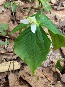 ミヤマエンレイソウの白い花