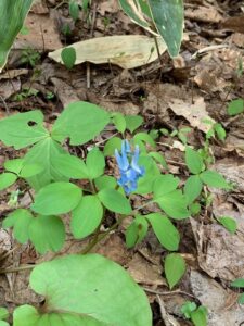 エゾエンゴザクの水色の花