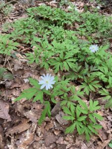 キクザキイチゲの白い花