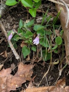 タチツボスミレ