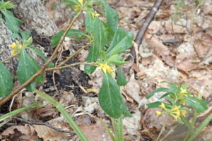 ナニワズの黄色い花