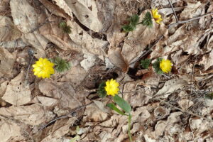 フクジュソウの黄色い花