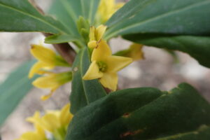 ナニワズの黄色い花