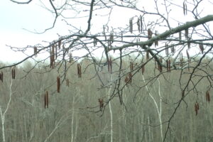 ケヤマハンノキの花序