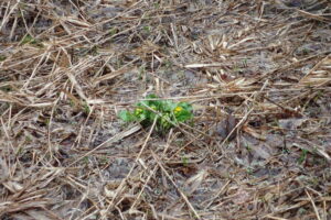 エゾノリュウキンカ