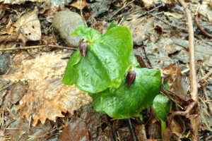 エンレイソウの蕾