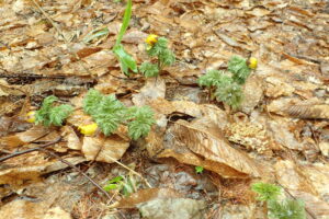 フクジュソウの黄色い花