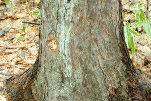 キツツキが開けた穴