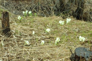 湿原のミズバショウ