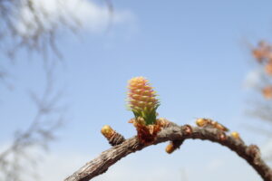 薄紅色がかったカラマツの雌花