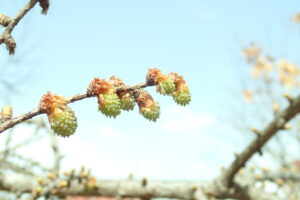 カラマツの淡いグリーンの雄花