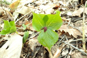 エンレイソウの暗赤色つぼみ