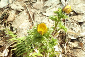 フクジュソウの黄色い花