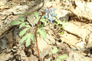 エゾエンゴザクの水色の花