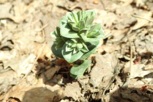 フデリンドウの芽
