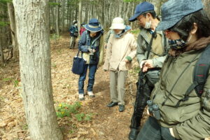 フクジュソウを観察する参加者とガイドさん