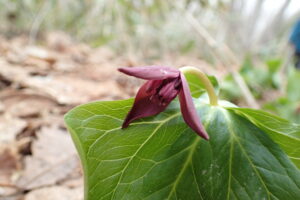 エンレイソウの暗赤色の花