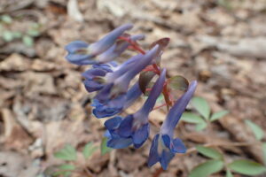 エゾエンゴザクの水色の花