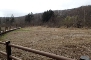 ヨシが倒れて見晴らしの良い湿原