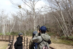 木道からヤドリギを観察する参加者