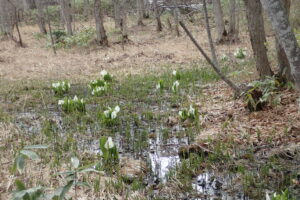 湿原のミズバショウ