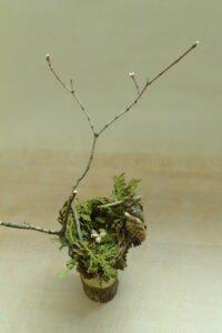 鳥の巣のクラフト