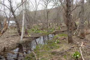 湿原の中に咲くミズバショウ
