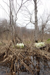 湿原の中に咲くミズバショウ