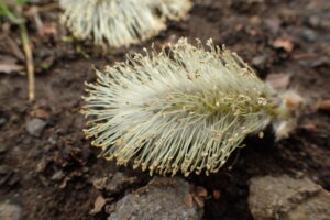 絹毛の隙間からおしべが飛び出している