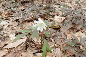 キクザキイチゲの白い花