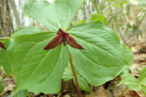 エンレイソウの暗い赤色