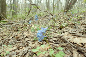 エゾエンゴザクの水色の花