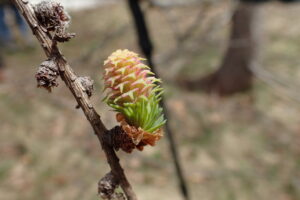 カラマツの雌花