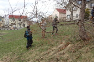 カラマツの花を観察する参加者