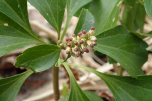 フッキソウの花