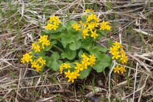エゾノリュウキンカの黄色い花