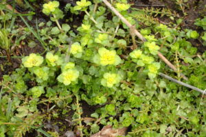 ネコノメソウのレモン色の花