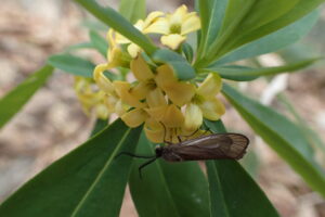 ナニワズの黄色い花