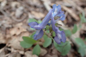エゾエンゴザクの水色の花