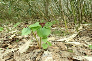 エンレイソウの暗赤色の花