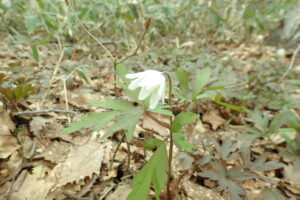 キクザキイチゲの白い花