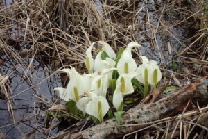 ミズバショウ