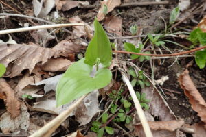 マイヅルソウのつぼみ