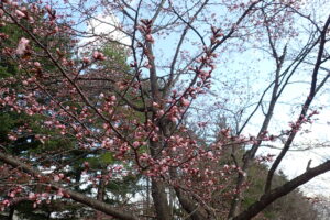 桃色のエゾヤマザクラの花