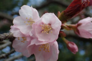 桃色のエゾヤマザクラの花