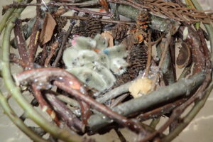 巣の中にはヒナがたくさんいます