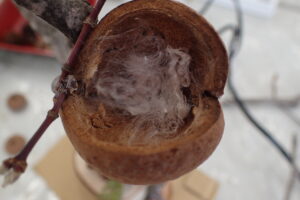 綿が敷き詰められた巣