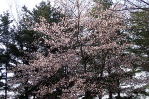 エゾヤマザクラの桃色の花