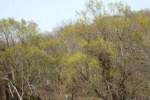 シロヤナギの樹が花で黄色く見える